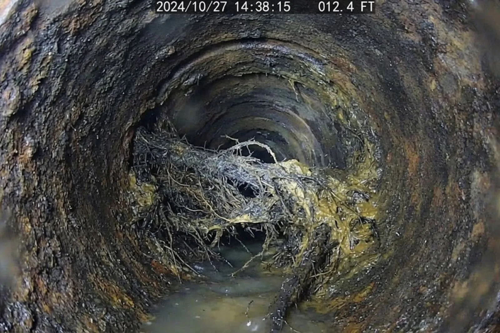 Drain camera view of tree roots growing inside an older Englewood sewer line